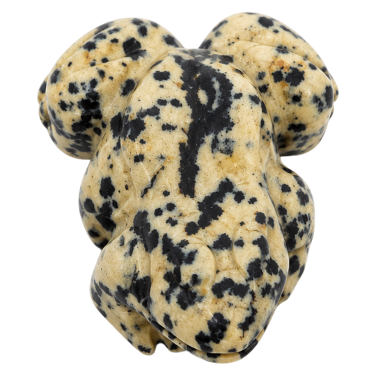 JASPE DALMATIEN GRENOUILLE