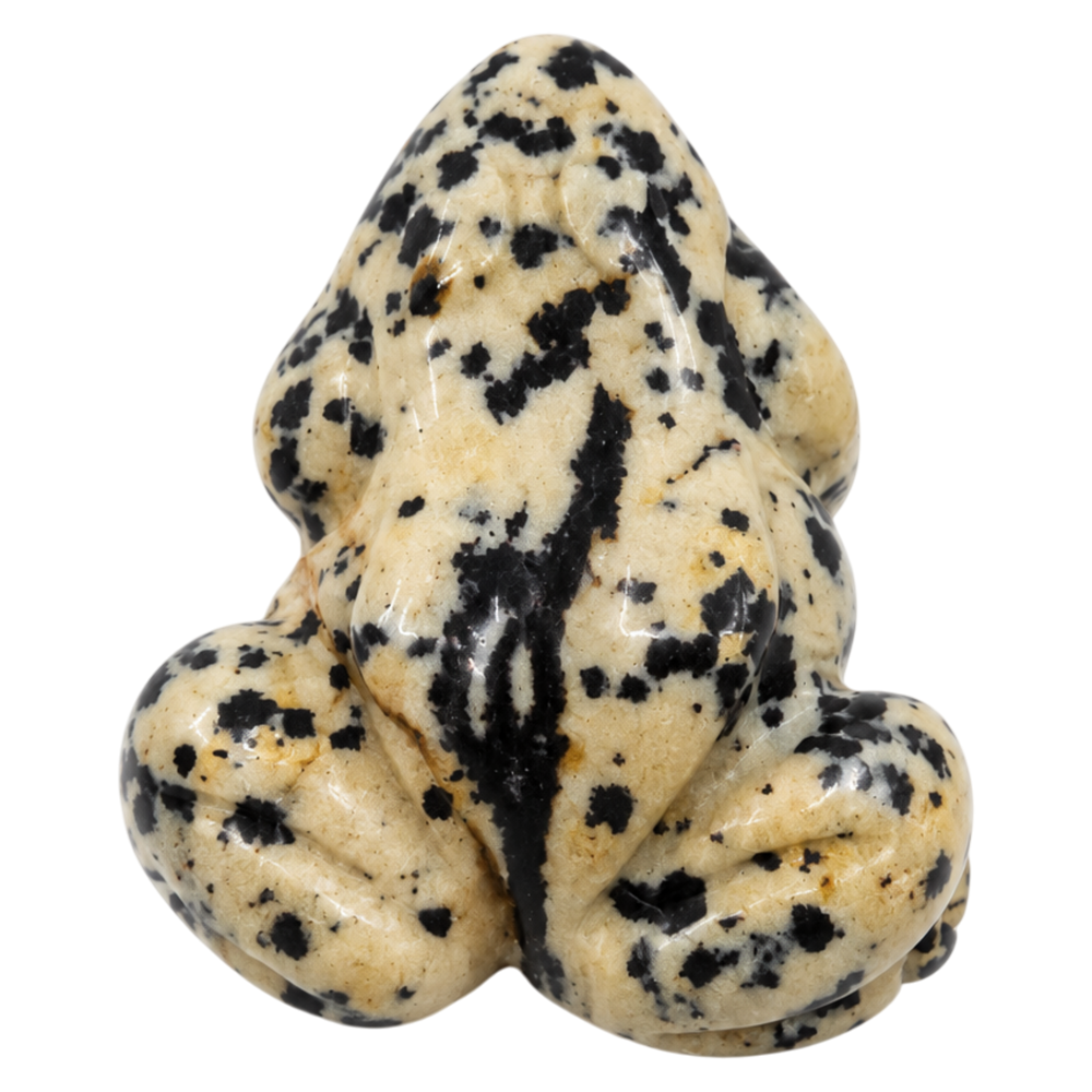 JASPE DALMATIEN GRENOUILLE