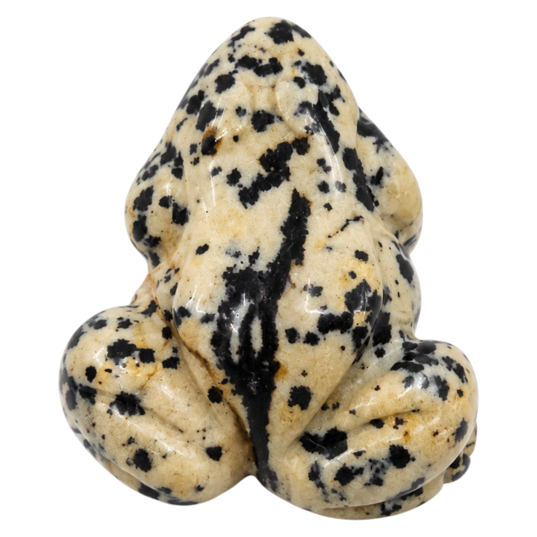 JASPE DALMATIEN GRENOUILLE