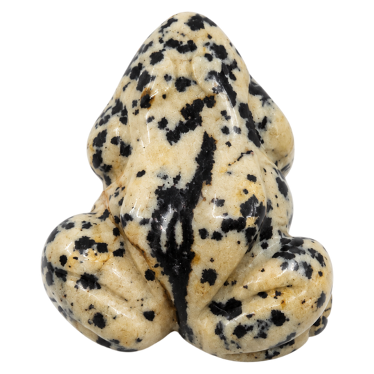 JASPE DALMATIEN GRENOUILLE